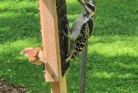 Premium Suet for Wild Birds: Attract More Backyard Species