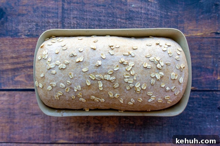 a risen honey wheat bread loaf