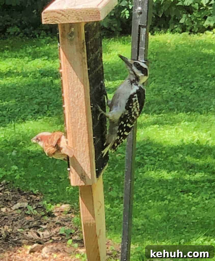 Premium Suet for Wild Birds: Attract More Backyard Species 8 img 1517 7