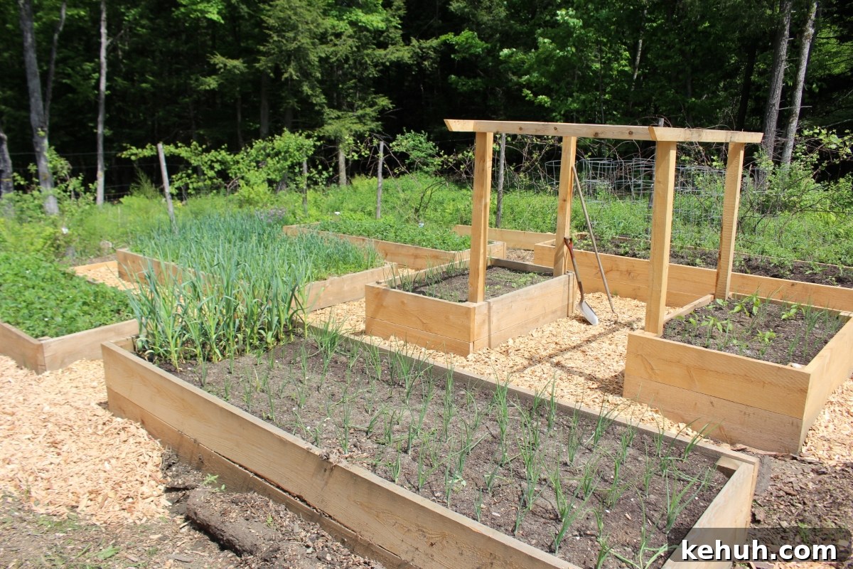 Gardening with Wood Chips: Mulch Tips for Richer Soil and Less Weeding 2 Wood Chip Gardening
