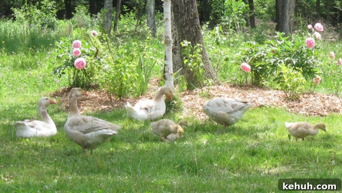 Gardening with Wood Chips: Mulch Tips for Richer Soil and Less Weeding 4 A family of domestic geese bedding down in a patch of edible peonies.