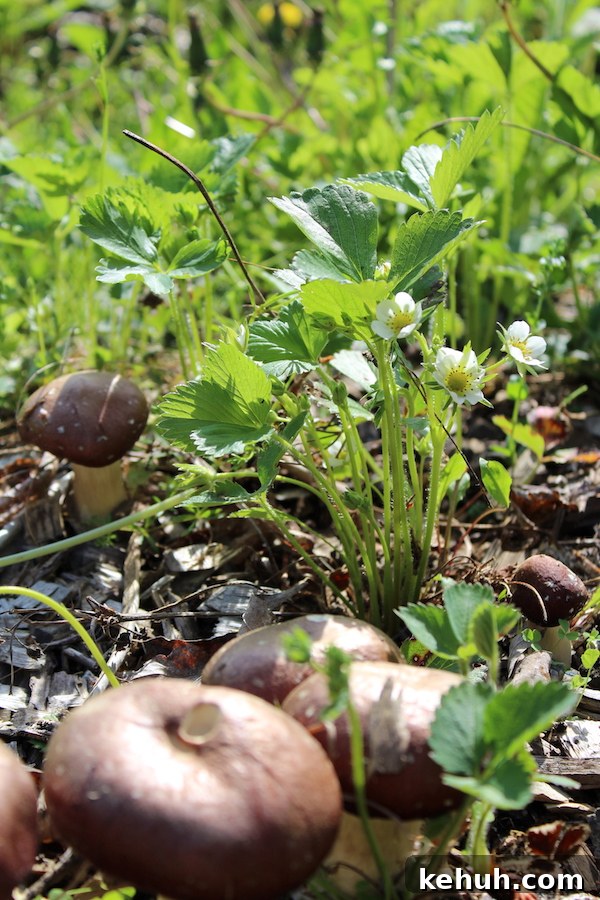 Gardening with Wood Chips: Mulch Tips for Richer Soil and Less Weeding 8 Growing Strawberries with Mushrooms