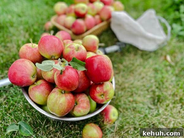 apples in bowl on lawn