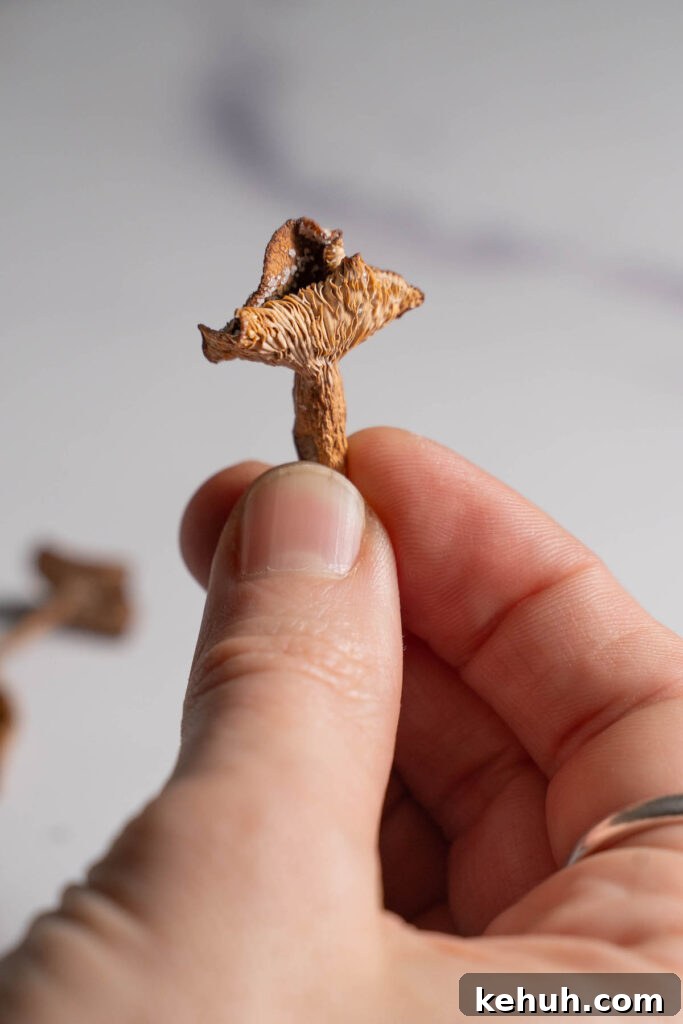 Close up of a dried candy cap mushroom